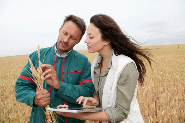 Agronomista com agricultor olhando para as espigas de trigo — Fotografia de Stock