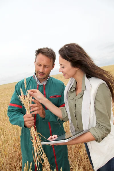 Agronomista com agricultor olhando para as espigas de trigo — Fotografia de Stock