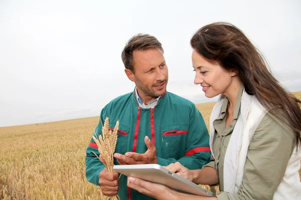 Agronomista com agricultor olhando para as espigas de trigo — Fotografia de Stock