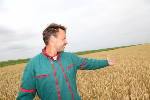 Agricultor mostrando campo de trigo na primavera — Fotografia de Stock