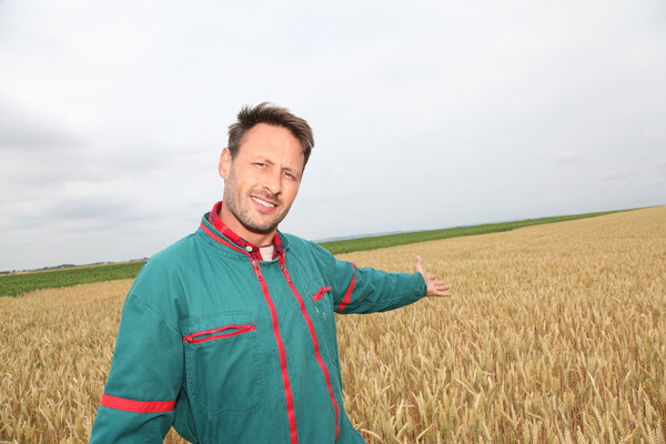 Farmer showing wheat field in spring season