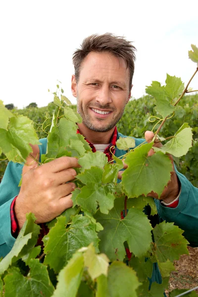 Vigneron debout dans le vignoble — Photo