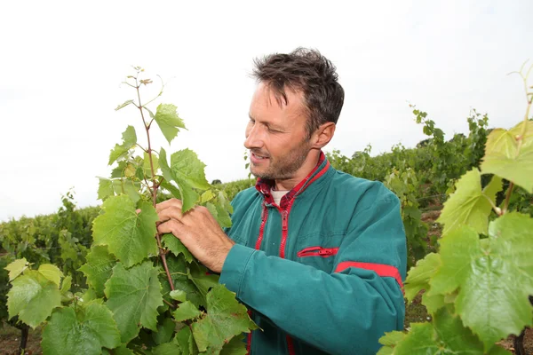 Viticultor de pie en el viñedo — Foto de Stock