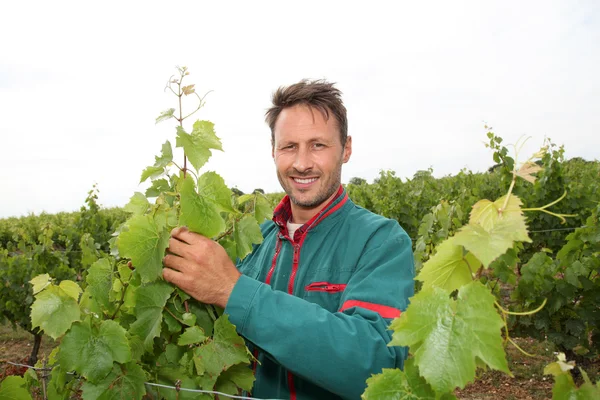 Виноградарь, стоящий в винограднике — стоковое фото