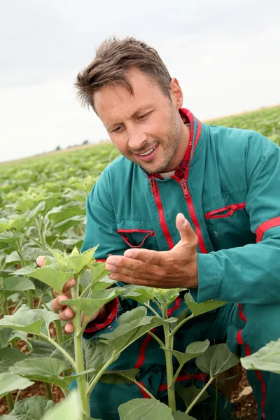 Agricoltore guardando pianta di girasole — Foto Stock