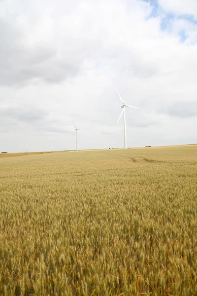 Campo de trigo com turbinas eólicas no fundo — Fotografia de Stock