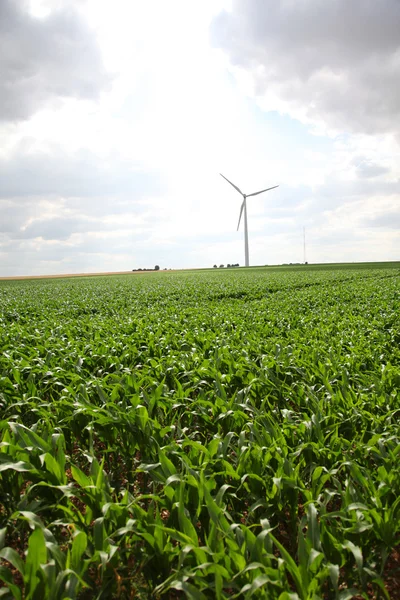 Vista das turbinas eólicas no campo de milho — Fotografia de Stock