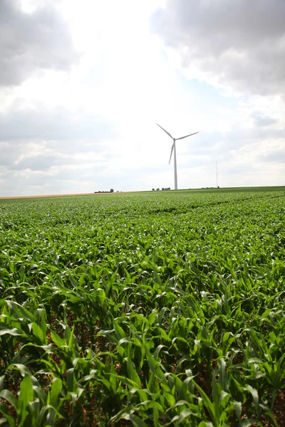 Weergave van windturbines in maïsveld — Stockfoto