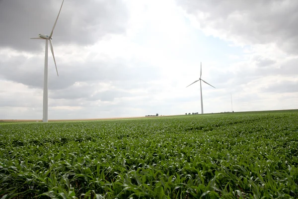 Widok turbin wiatrowych w polu kukurydzy — Zdjęcie stockowe