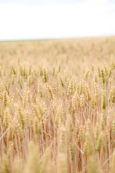 Крупный план на пшеничных ушах — стоковое фото