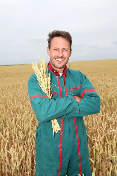 Agricultor que detém espigas de trigo no campo de cereais — Fotografia de Stock