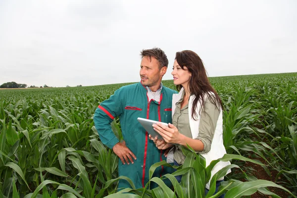 Boer en onderzoeker analyseren maïs plant — Stockfoto