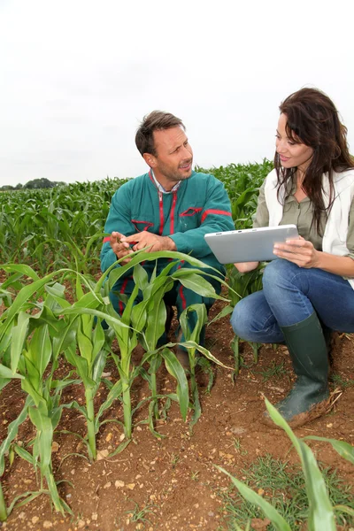 Agricultor e pesquisador analisando a planta de milho — Fotografia de Stock