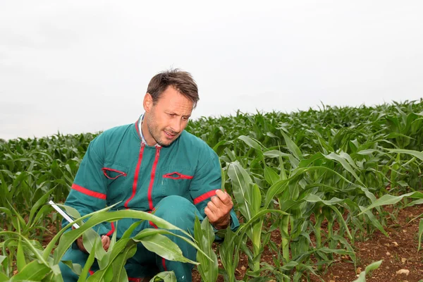 Agriculteur avec tablette électronique analysant le champ de maïs — Photo