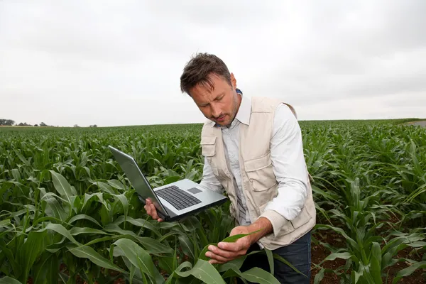 Agrónomo analizando cereales con ordenador portátil — Foto de Stock