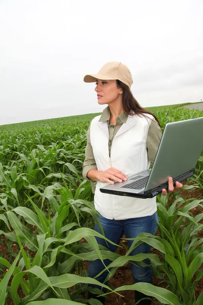 Agronomista examinando planta no campo de milho — Fotografia de Stock