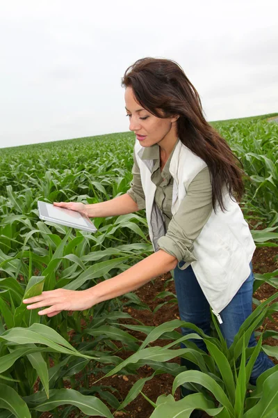 Agrónomo examinando planta en campo de maíz —  Fotos de Stock