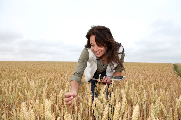 Женщина с электронными таблетками анализирует колосья пшеницы — стоковое фото