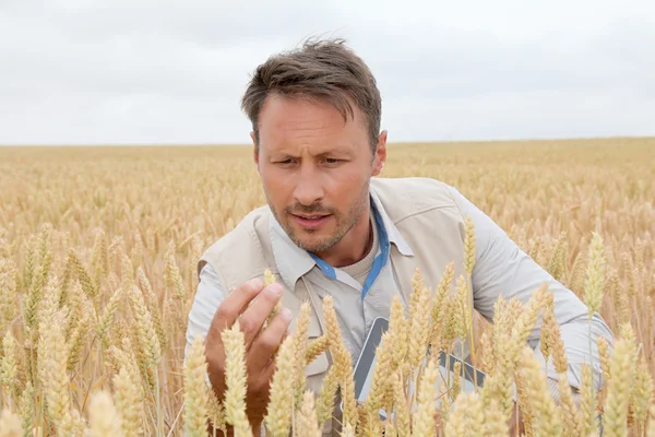 Retrato de agrônomo analisando espigas de trigo — Fotografia de Stock