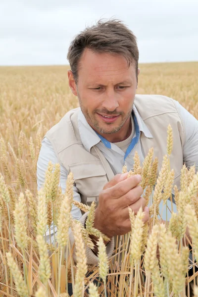 Retrato de agrônomo analisando espigas de trigo — Fotografia de Stock