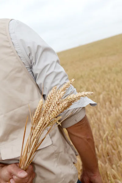 Closeup of hand holding wheat ears — Stock Photo, Image