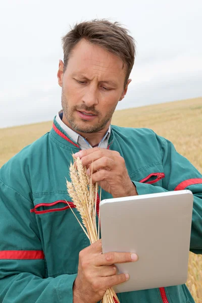 Agricultor com tablet eletrônico analisando a orelha de trigo — Fotografia de Stock