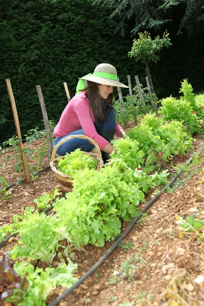 Smiling woman in vegetable garden — Stock Photo, Image