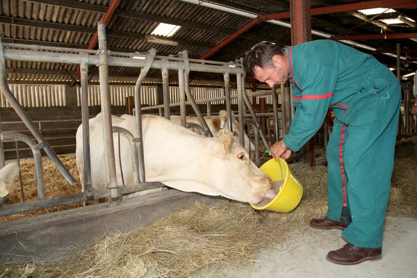 Agricultor alimentando vacas no celeiro — Fotografia de Stock