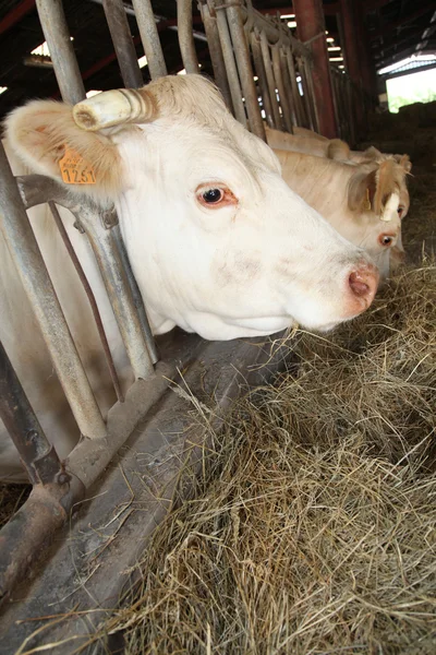 納屋に牛をクローズ アップ — ストック写真