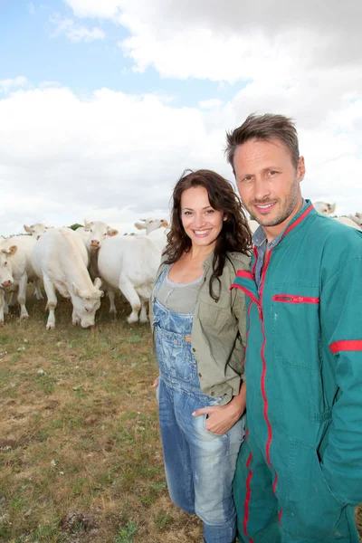 Allevatori sorridenti in terreni agricoli con bovini — Foto Stock