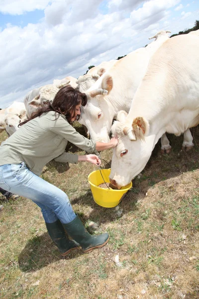 Züchter füttert Kühe auf Ackerland — Stockfoto