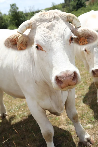 Cattle in country field — Stock Photo, Image