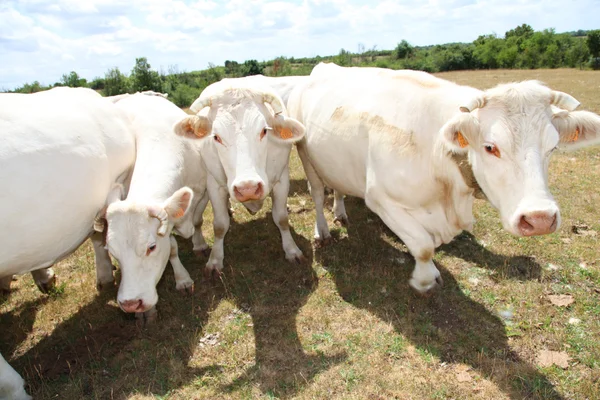 Bovins dans les champs — Photo