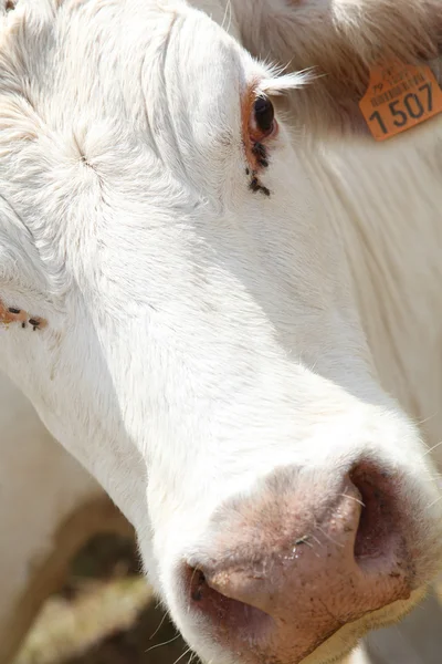 Closeup on white cows — Stock Photo, Image