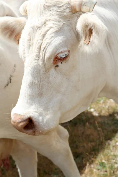 白い牛へのクローズ アップ — ストック写真
