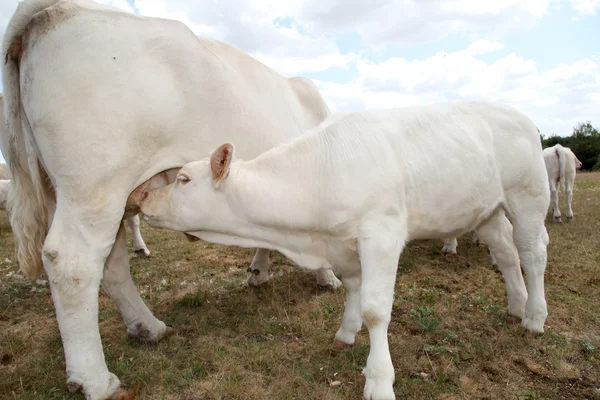 Closeup on calf suckling cow udder — Stock Photo, Image