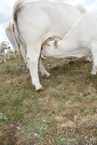 牛の乳房を哺乳子牛へのクローズ アップ — ストック写真