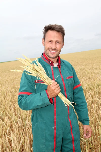 Фермер тримає пшеничні вуха на зерновому полі Стокова Картинка
