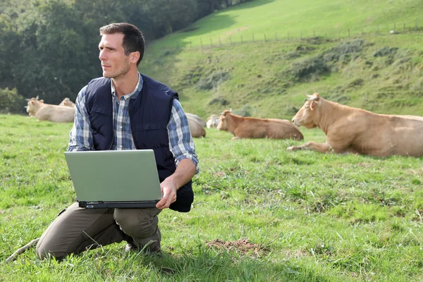 ラップトップ コンピューターを持つ牛フィールドに座っているブリーダー — ストック写真