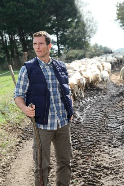 Pastor de pie junto a las ovejas en el prado — Foto de Stock