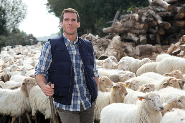 Shepherd standing by sheep in meadow — Stock Photo, Image