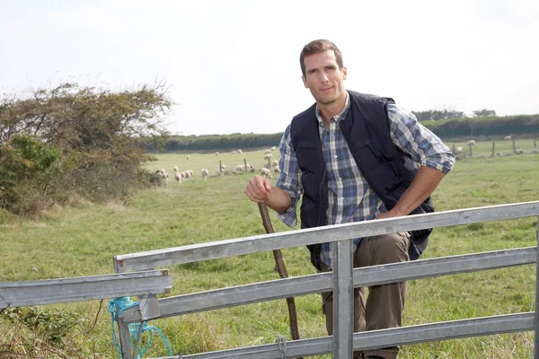 Shepherd standing in pasture land — Stock Photo, Image