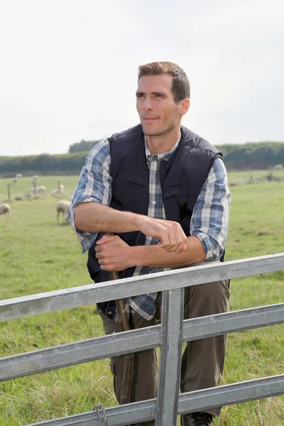 Pasterz, stojący w pastwiska — Zdjęcie stockowe