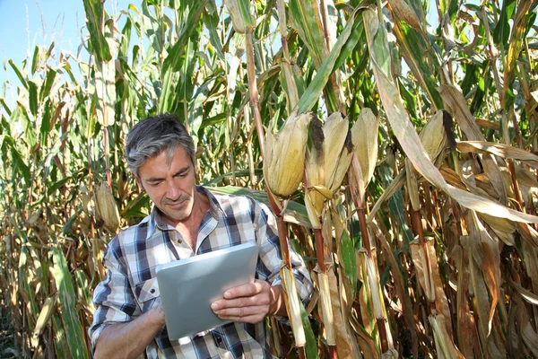 Agronom v kukuřičném poli s elektronickým tablet — Stock fotografie