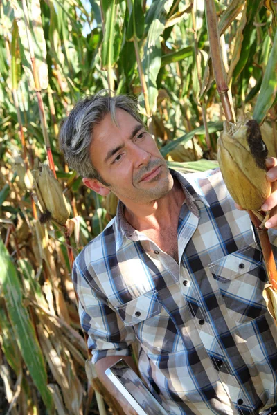 Agrónomo en campo de maíz con tableta electrónica — Foto de Stock
