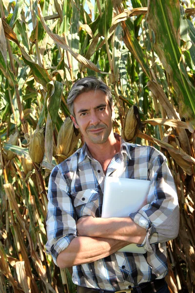 Agronomista em campo de milho com tablet eletrônico — Fotografia de Stock