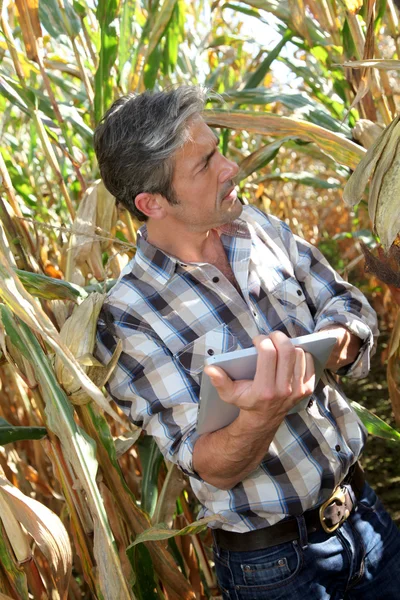 Агроном на кукурузном поле с электронным планшетом — стоковое фото