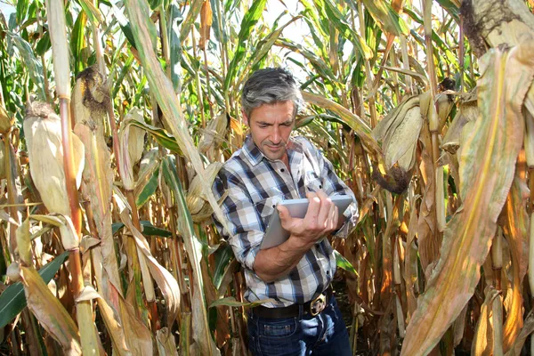 Agronomista em campo de milho com tablet eletrônico — Fotografia de Stock