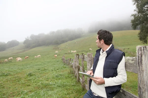 Züchter setzt elektronisches Tablet im Feld ein — Stockfoto