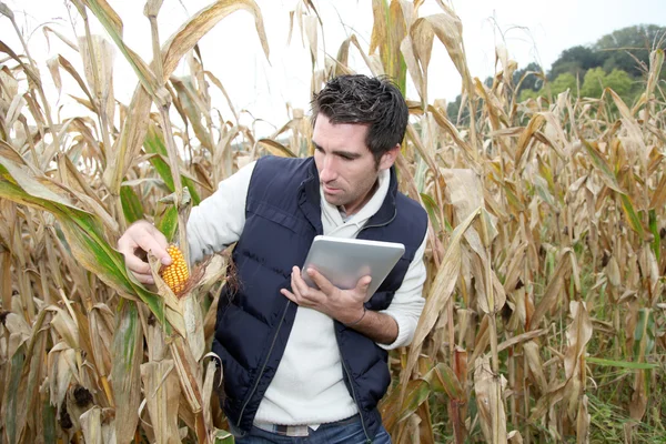 Agrónomo analizando cereales con tableta electrónica — Foto de Stock